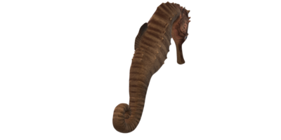 Sea horse isolated on a Transparent Background png