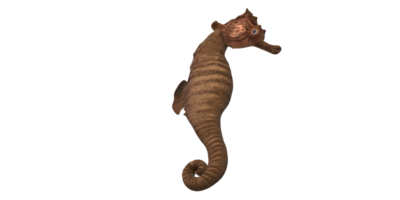 Sea horse isolated on a Transparent Background png