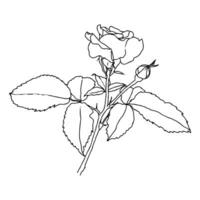 A line drawing of rose flower isolated on white background. Hand drawn sketch, vector illustration. Decorative element for tattoo, greeting card, wedding invitation, coloring book