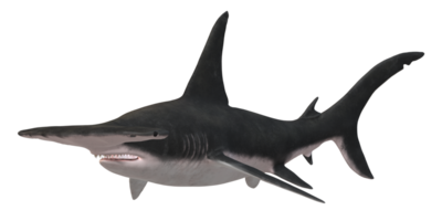 Hammerhead shark isolated on a Transparent Background png