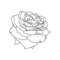 A line drawing of rose flower isolated on white background. Hand drawn sketch, vector illustration. Decorative element for tattoo, greeting card, wedding invitation, coloring book