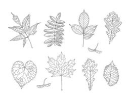 Autumn drawing leaves set. Isolated objects. Hand drawn illustrations - maple, maple seeds, ash leaved maple, rowan, ash, oak, linden, elm. Fall seasonal decor. Elements for design in line art style vector