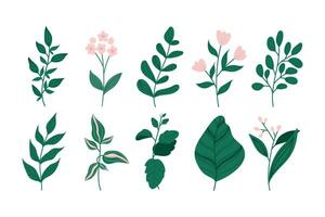 Set of modern floral elements.Flower and green leaves.Hand draw botanical. vector