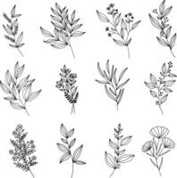 Set of modern floral line art elements.Hand draw botanical. vector