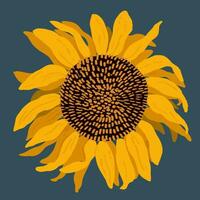 Hand drawn sunflower. Vector modern flat illustration.