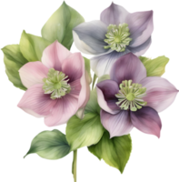 a bouquet of Hellebore flowers. AI-Generated. png