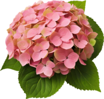 Close-up of beautiful colorful Hydrangeas with leaves. AI Generated. png