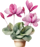 a bouquet of Cyclamen flowers. AI-Generated. png