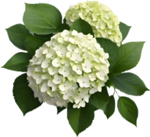 Close-up of beautiful colorful Hydrangeas with leaves. AI Generated. png