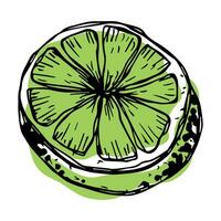 Vector lime clipart. Hand drawn citrus icon. Fruit illustration. For print, web, design, decor