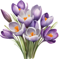 watercolor drawing of a bouquet of Crocus flowers. AI-Generated. png