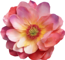 une fermer aquarelle dessin de une rose fleurs. ai-généré. png