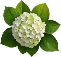 Close-up of beautiful colorful Hydrangeas with leaves. AI Generated. png