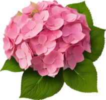Close-up of beautiful colorful Hydrangeas with leaves. AI Generated. png