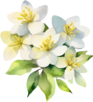 ein Strauß von Jasmin Blumen. KI-generiert. png