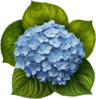 Close-up of beautiful colorful Hydrangeas with leaves. AI Generated. png