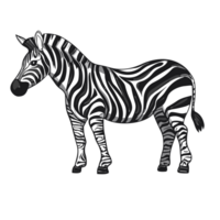 Zebra transparent background, AI Generative png