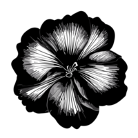 geranio flor, ilustración de un geranio flor aislado en transparente antecedentes. floral diseño a impresión en ropa, tarjetas, Boda invitaciones, Felicidades, ai generativo png