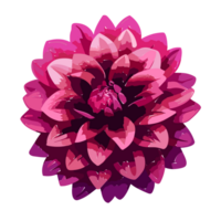 dalia flor, cactus dalia, semi-cactus ,lirio dalia. rosado dalias ,delicado flores, ai generativo png