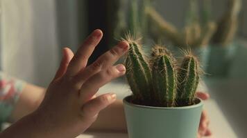 el dedo de un niño quien toques un cactus. video