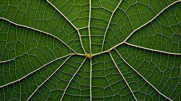 Close up texture leaf structure macro photography, abstract texture, Generative AI illustration photo