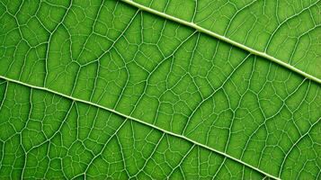 Close up texture leaf structure macro photography, abstract texture, Generative AI illustration photo