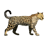 leopardo transparente fondo, ai generativo png