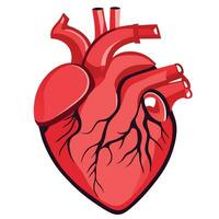 Example of the human heart Medical learning media vector