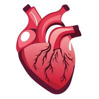 Example of the human heart Medical learning media vector