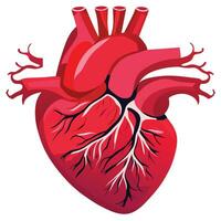 Example of the human heart Medical learning media vector