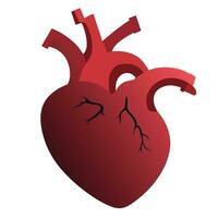 Example of the human heart Medical learning media vector