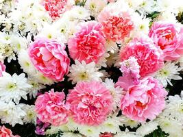 Close up many beautiful pink and white flowers for background at the garden. Beauty of Nature, Wallpaper, Lovely and Valentine concept photo