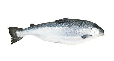 Whole fresh salmon isolated on white background with clipping path or make selection. Fish for sale and eat or uncooked food. photo