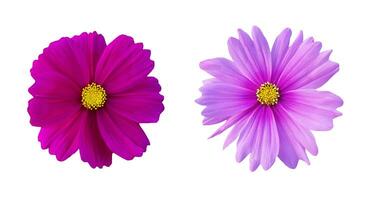 Dark and light purple cosmos flower set isolated on white background with clipping path or make selection. The scientific of flower name is Cosmos Bipinnatus. Close up floral blooming and Macro photo