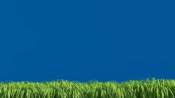 Green Grass on the Wind,Isolated 3d Animation on Blue Screen Background video