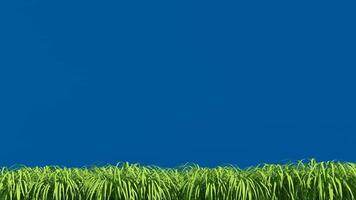 Green Grass on the Wind,Isolated 3d Animation on Blue Screen Background video