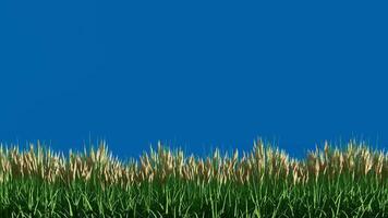 Grass Flower with Wind on Blue Background Chroma Key video