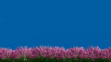 wind blazen weide met roze bloemen, geïsoleerd 3d beweging grafisch Aan blauw scherm video