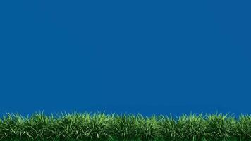 isolato campo d'erba con vento su blu schermo sfondo croma chiave video