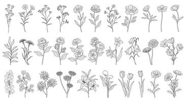 Vector Floral Drawing Set Isolated On A White Background.