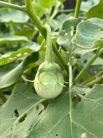 green eggplant growing on the plant in the garden photo