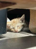 cute kitten sleeping on the floor photo