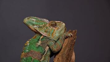 gesluierd kameleon chamaeleo calyptratus zit Aan Afdeling en kijken in verschillend routebeschrijving detailopname Aan een grijs achtergrond. 4k rauw studio verticaal beeldmateriaal van exotisch huisdier, dieren video