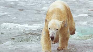 lento movimiento 120 fps vídeo de hembra polar oso y su polar oso cachorro en naturaleza paisaje cerca frío agua de océano, jugando en iceberg con Fresco hielo. 4k cinematográfico lento movimiento imágenes 120 fps video