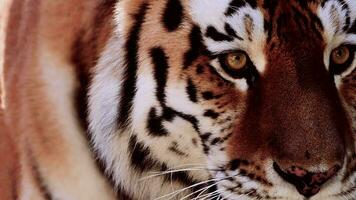 4k120 images par seconde super lent mouvement vidéo de gros Masculin sibérien tigre, panthera Tigre altaica en marchant dans forêt, chasse dans nationale parc dans Matin Soleil des rayons, filmé sur nikon z9 haute qualité 8k caméra video