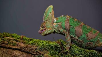 gesluierd kameleon chamaeleo calyptratus zit Aan Afdeling en kijken in verschillend routebeschrijving detailopname Aan een grijs achtergrond. 4k rauw studio verticaal beeldmateriaal van exotisch huisdier, dieren video