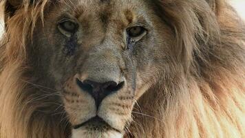 groot mannetje leeuw koning mooi ochtend- portret, zuidwesten Afrikaanse leeuw dichtbij kijken gefilmd Aan hoog kwaliteit hoog snelheid camera nikon z9 video