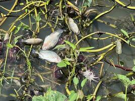 dead fish and crab on the river photo