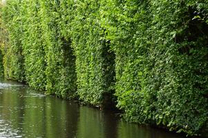 a vertical shot of a beautiful green plants in the water photo