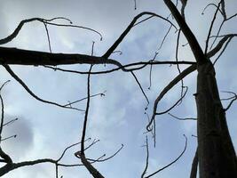 tree branches, flora and nature photo